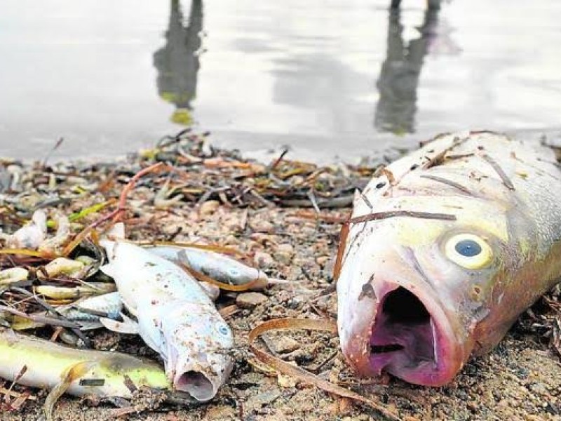 Multa PMA a empresa que generó muerte de peces