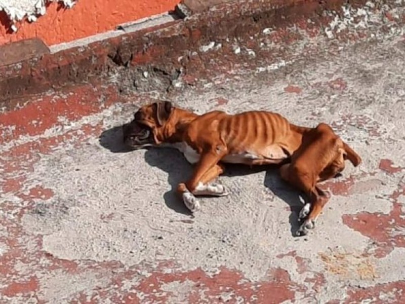 Multan a 90 personas por maltrato animal en León.