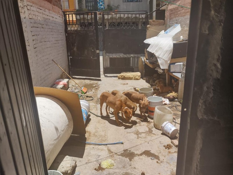 Multan a ciudadano por maltrato animal con 21 mil pesos