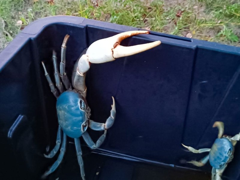 Multarán a desarrolladoras por afectación al cangrejo azul en la Riviera Veracruzana