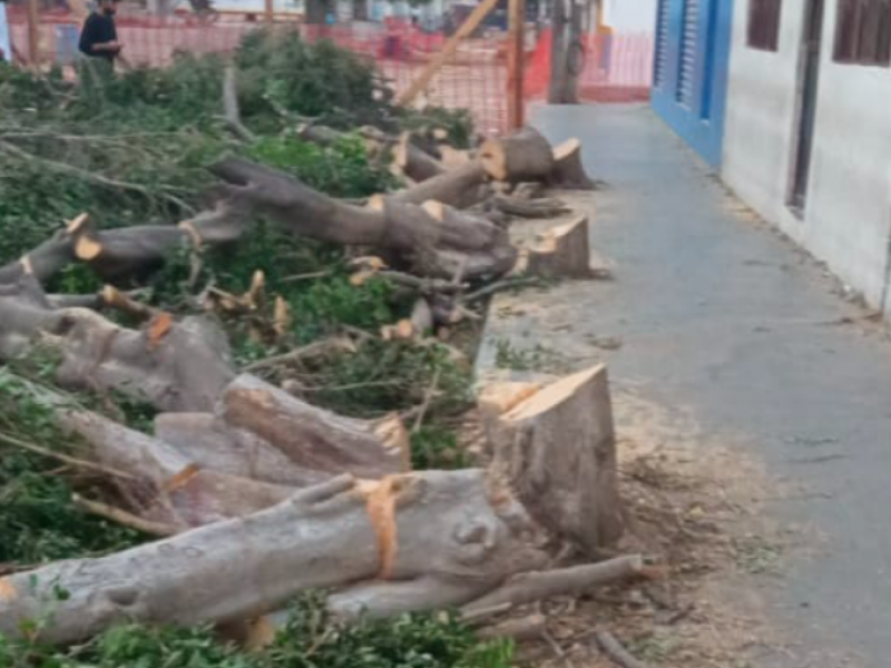 Multarán a vecino por derribo de árboles en Juchitán