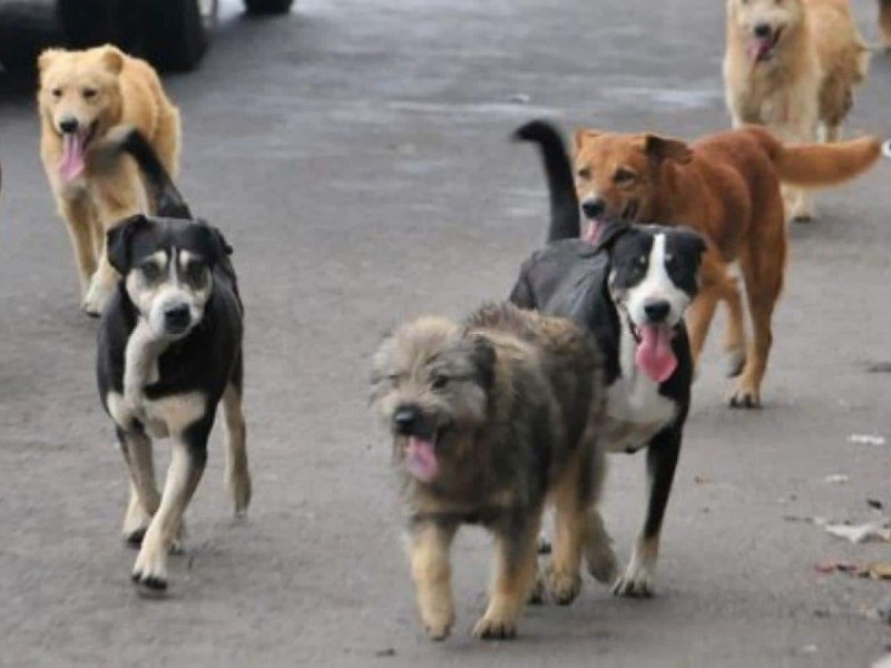 Multas de 2,500 pesos a dueños de perros sueltos y sin esterilizar