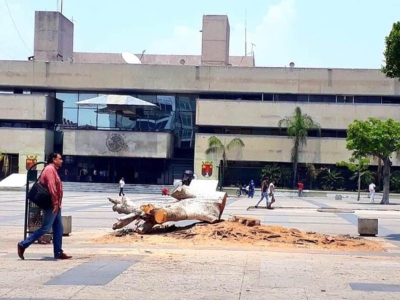 Multas de hasta 20mil pesos por derribar árboles en TGZ