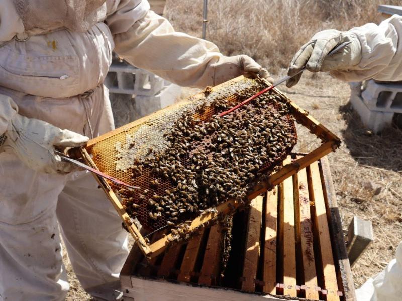 Municipio de Querétaro reporta aumento de 157% en apicultura
