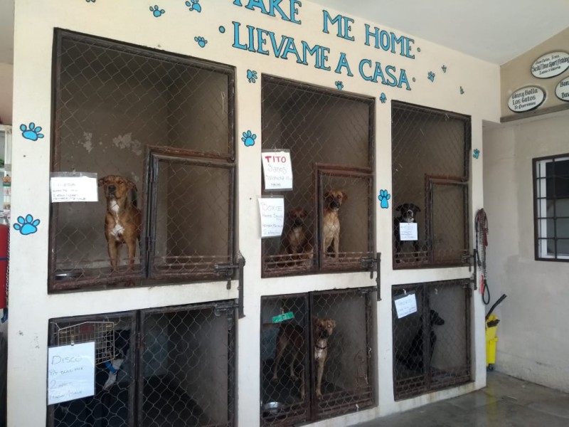 Municipio requiere perrera para resguardo animal