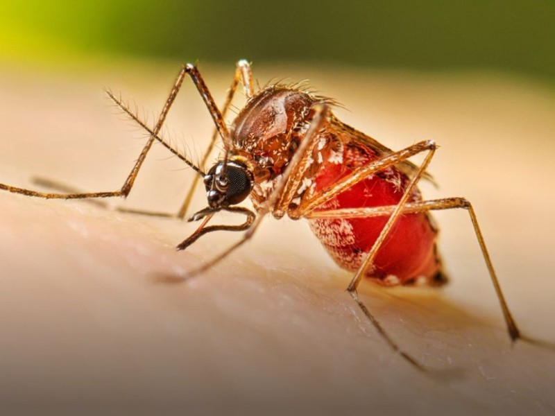 Municipios de las regiones Centro y Sierra las más afectadas por dengue