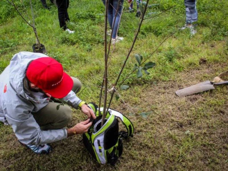 Municipios incumplen plan estatal de reforestación