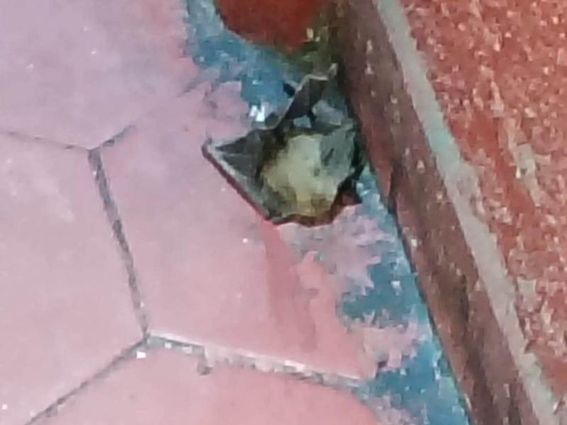 Murciélago muerde a niña de 12 años en pasaje comercial del Centro