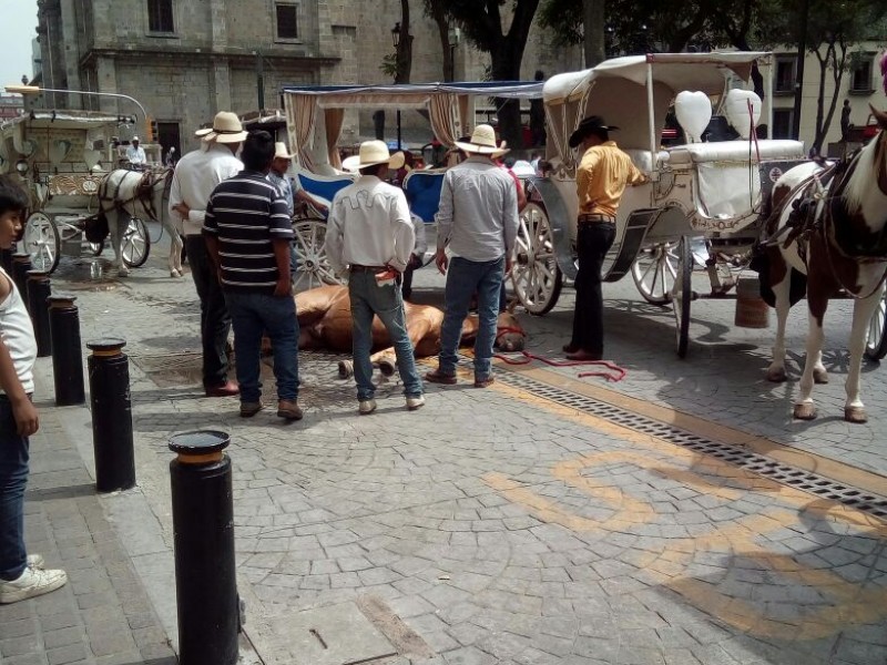 Murió “Grano de Oro” caballo que jalaba Calandria