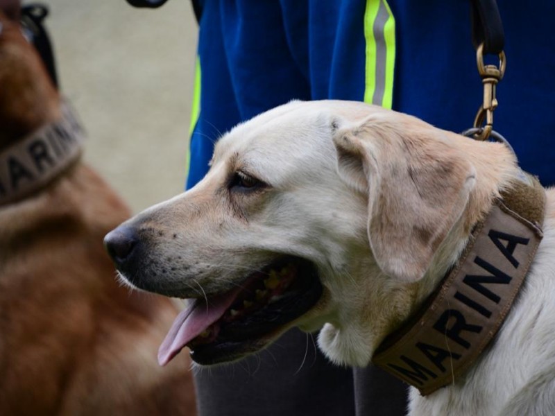 Murió la heroína Frida, la perrita de la SEMAR