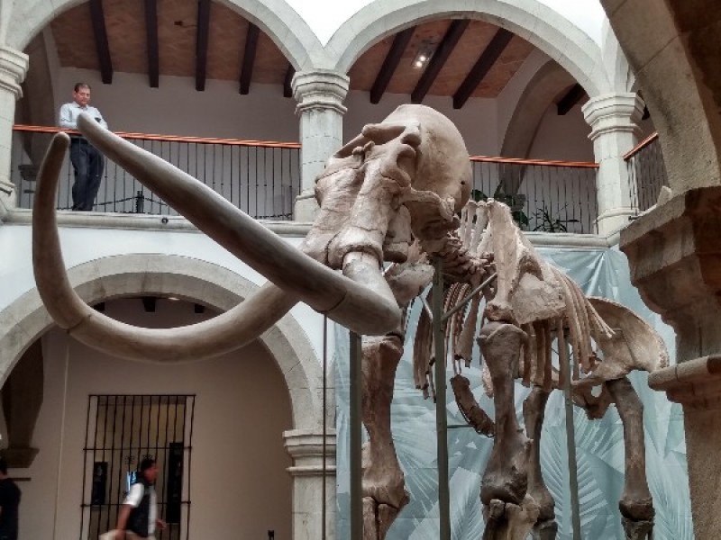 Museo Regional exhibe esqueleto de mamut