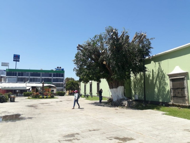 Mutilación de árbol fue por petición de Turismo