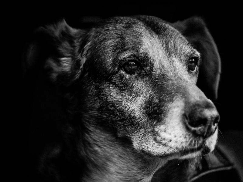 Más de 100 animales rescatados podrían quedarse sin refugio en Xalapa