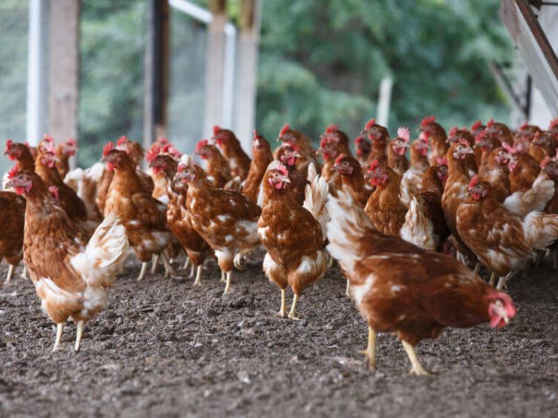 México suspende importaciones avícolas de Brasil