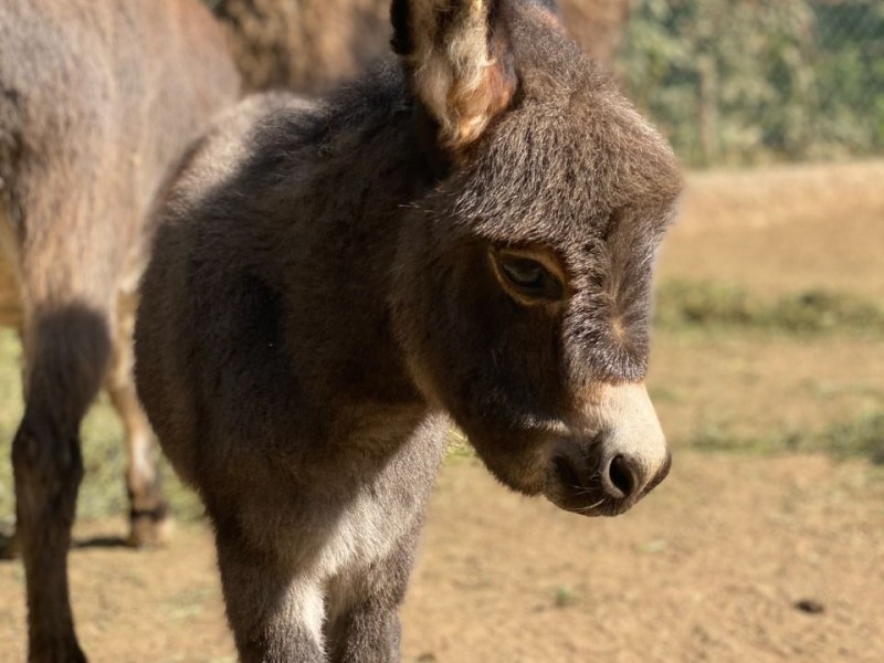 Nace cría de burro africano en Zoológico de Morelia