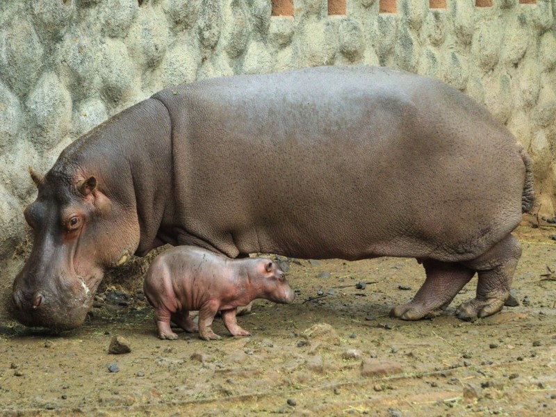 Nace Hipopótamo del Nilo en Zoológico de Morelia