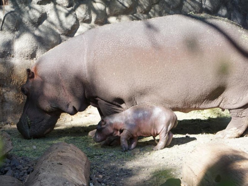 Nace hipopótamo en Parque Zoológico “Benito Juárez”