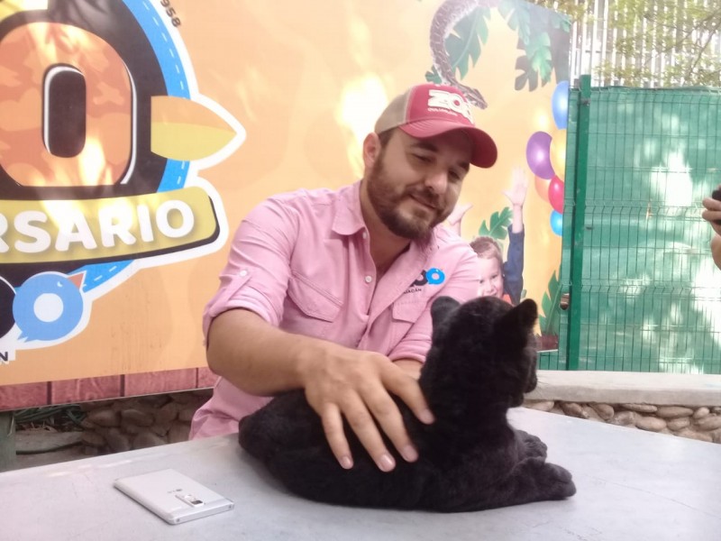 Nace jaguar en el Zoológico de Culiacán