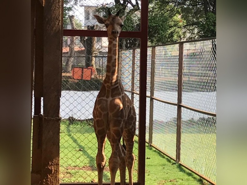 Nace jirafa en el Zoológico de Morelia