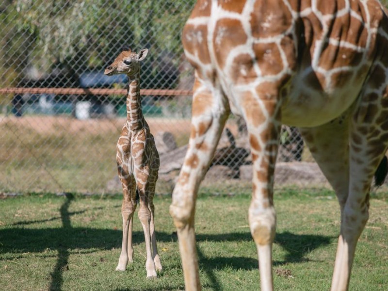 Nace jirafa en el Zoológico de Morelia