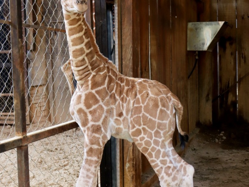 Nace jirafa reticulada en el Zoológico de Morelia