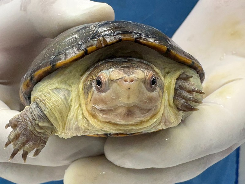 Nace Migaja, la tortuga más pequeña del mundo en México