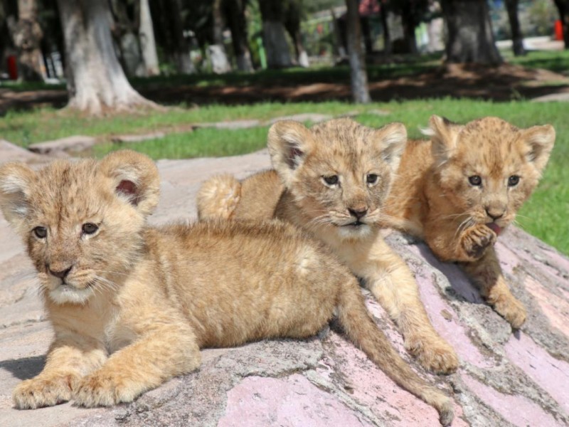 Nace nueva camada de leones africanos en Zoológico La Encantada