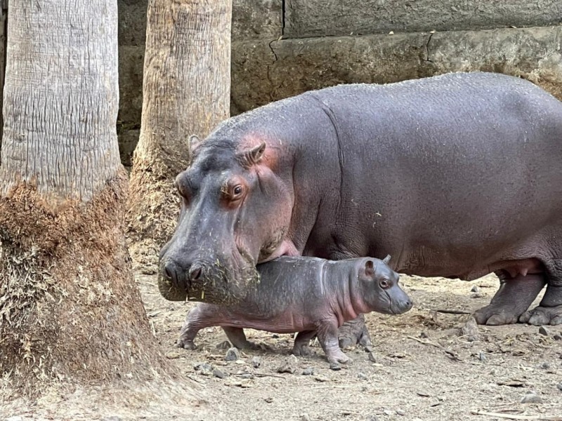 Nace pequeño hipopótamo Nilo en Zoológico de Morelia