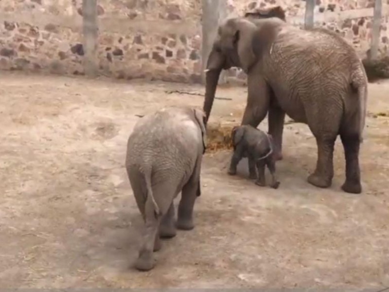 Nace un bebé elefante en la reapertura de Africam Safari