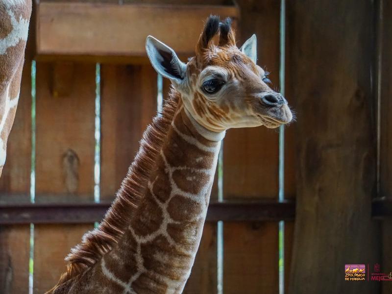 Nace una jirafa reticulada en el Zoológico de Morelia