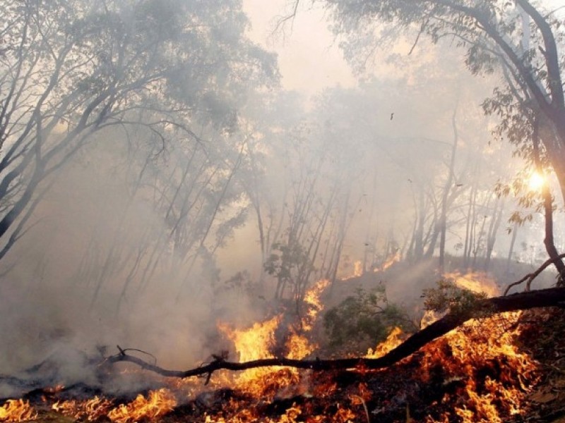 Nacen 2 incendios forestales más en Sonora, ya van 80