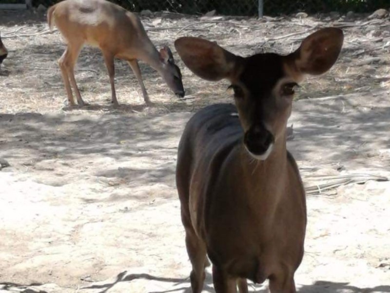 Nacen cuatro cervatillos en Parque Ecológico de Tepic; dos fallecieron