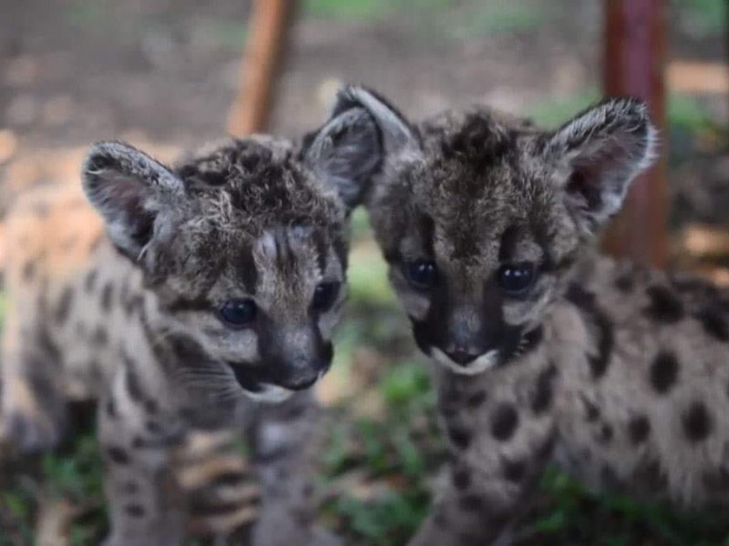 Nacen dos pumas americanos en zoológico de Córdoba.