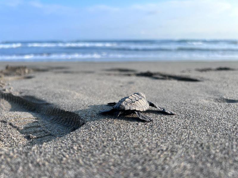 Nacen primeras tortugas marinas tras paso de huracán en Michoacán