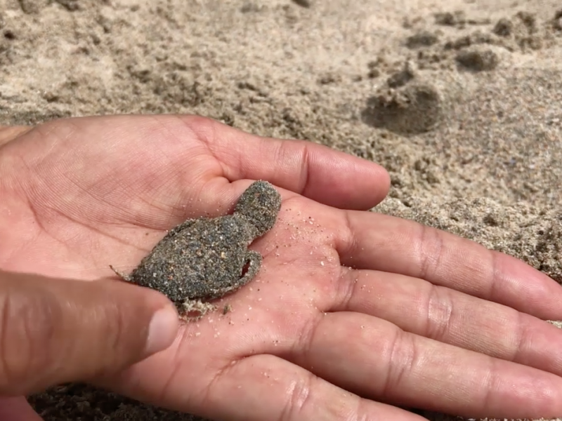 Nacen tortugas sin protección en playa Blue Flag