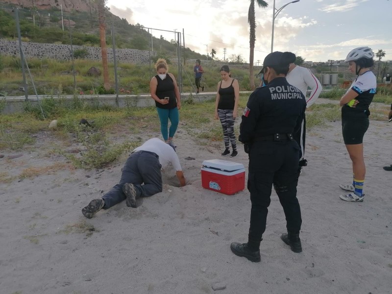 Nace una centena de tortugas marinas sobre el Malecón