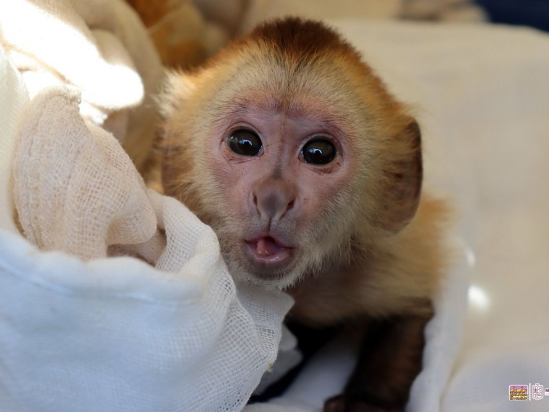 Nacieron 130 ejemplares en el Zoo de Morelia, en 2023