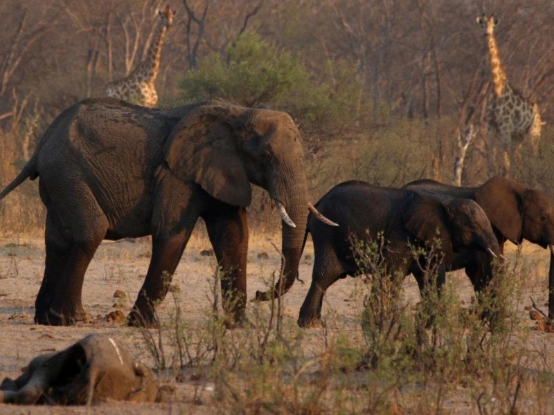 Namibia sacrifica a elefantes para alimentar a la población
