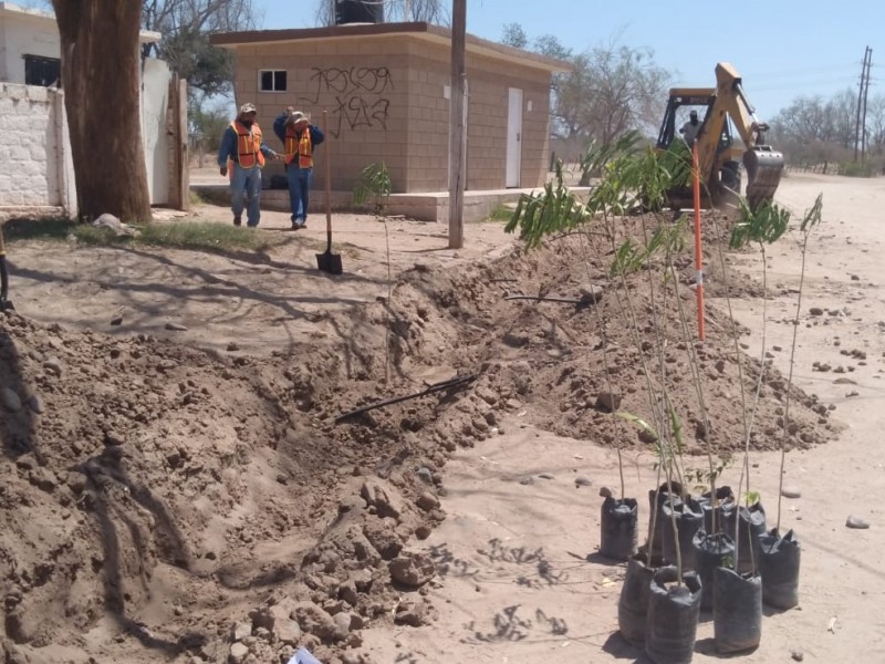 Navojoa: Activan reforestación para salvar el Río Mayo