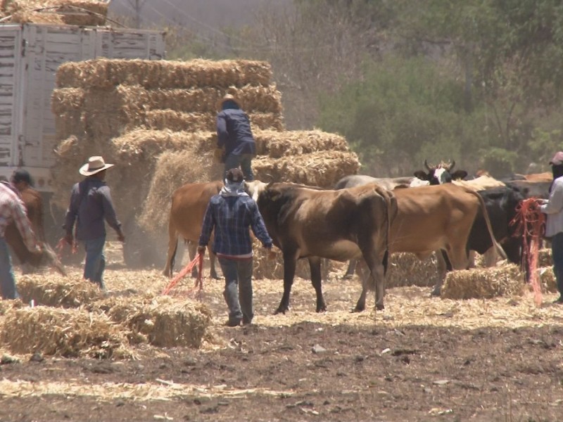 Navojoa: Alertan a ganaderos por fraude, prometen apoyos falsos