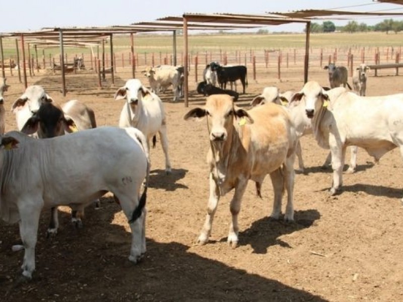 Navojoa: Alertan a productores por posibles afectaciones al ganado