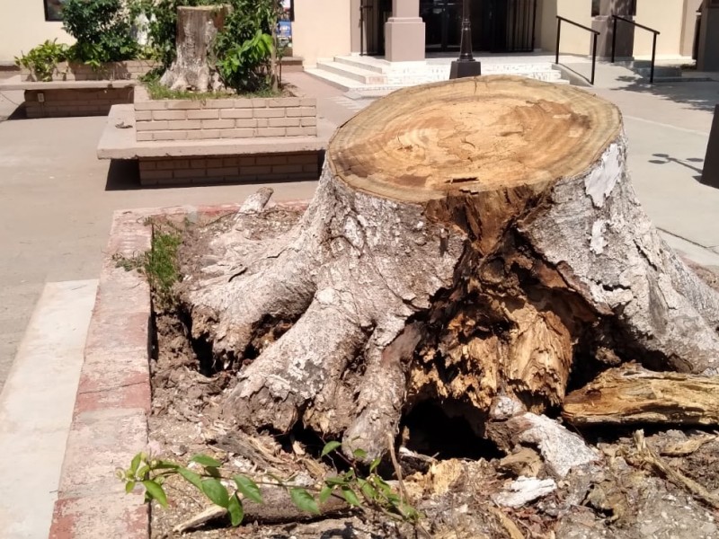 Navojoa: Hongo acaba con árboles de 45 años de historia