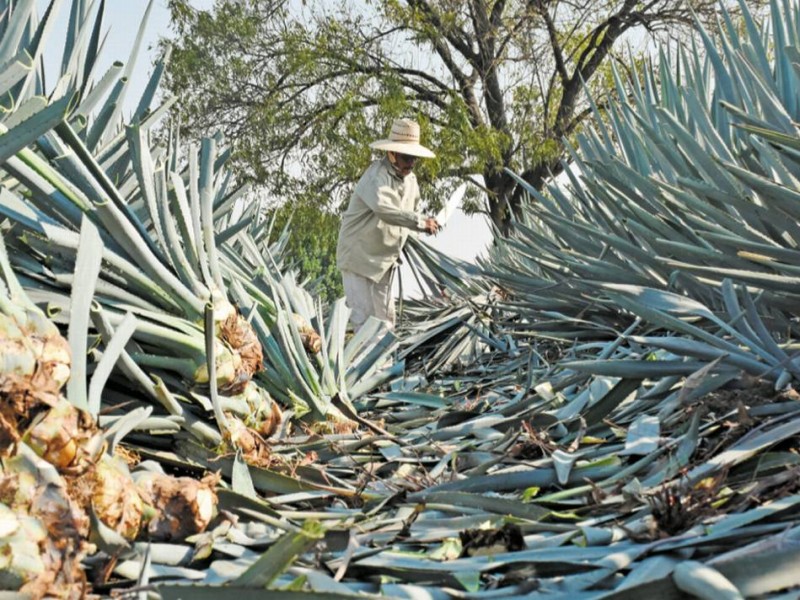 Navojoa: Impulsarán viveros comunitarios iniciando con producción de agave