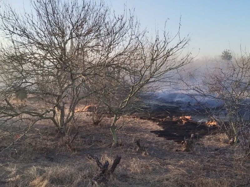 Navojoa: Incendios forestales consumen 350 hectáreas de vegetación
