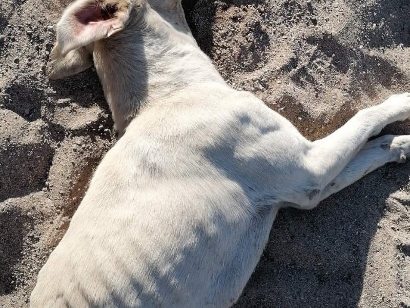 Navojoa: Incrementan envenenamiento de perros, reportan seis en 2 días