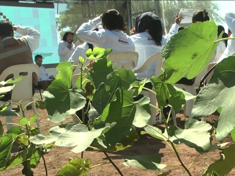 Navojoa: Presentan invernadero en Tesia, dará empleo a 17 mujeres