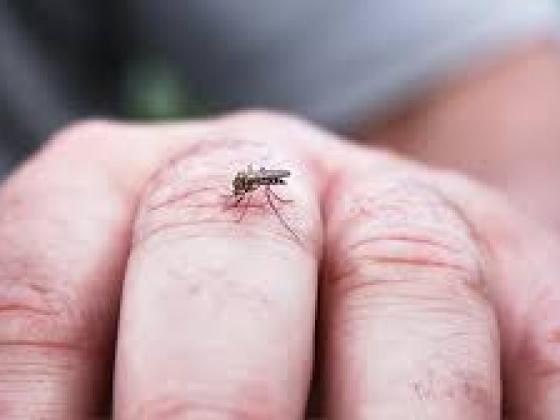 Nayarit, 5to lugar nacional en transmisión de dengue
