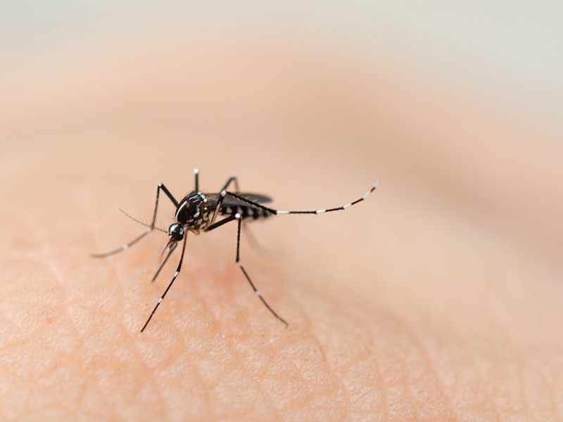 Nayarit registró 837 casos de dengue en 2020