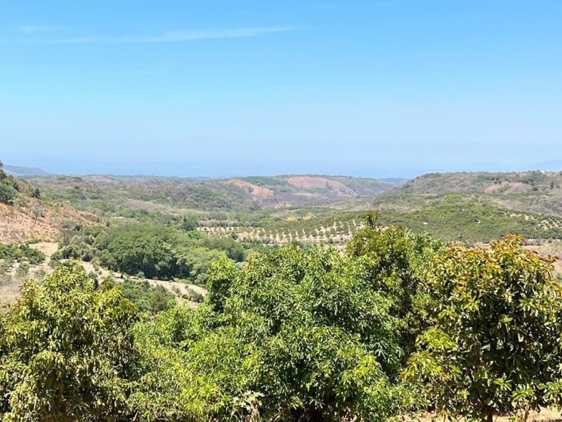 Nayarit con saturación de huertas aguacateras