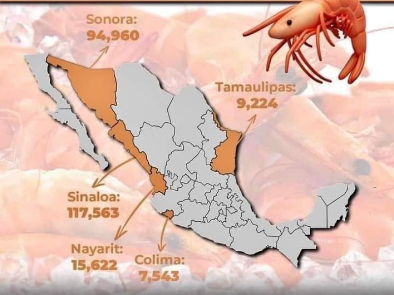 Nayarit en primeros lugares de producción de camarón